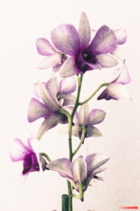 Orchid 7381